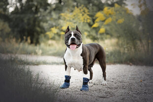 Обувь для собак Amiplay Bristol, красная, XL цена и информация | Одежда для собак | kaup24.ee