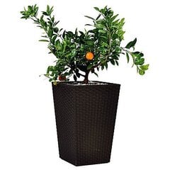 Keter vazonas Rattan Planter, L, 73 cm hind ja info | Dekoratiivsed lillepotid | kaup24.ee