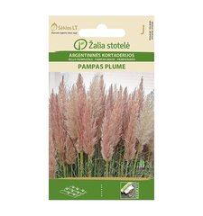 PAMPAROHI PAMPAS PLUME hind ja info | Lilleseemned | kaup24.ee