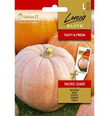 Тыквы Pacific Giant Lucia Elite 3,0 г цена и информация | Семена овощей, ягод | kaup24.ee