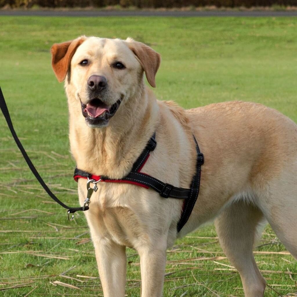 Traksid koerale Trixie Lead Walk Soft, M-L, 55-90cm hind ja info | Kaelarihmad ja traksid koertele | kaup24.ee