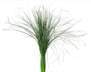 Stabiliseeritud muru Bear Grass hind ja info | Uinuvad roosid, taimed | kaup24.ee
