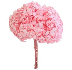 Stabiliseeritud Premium Hortensia, roosa цена и информация | Спящие стабилизированные розы, растения | kaup24.ee