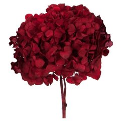 Stabiliseeritud Standard Hortensia, punane цена и информация | Спящие стабилизированные розы, растения | kaup24.ee