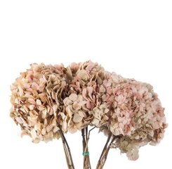 Stabiliseeritud kahevärviline Hortensia, kreemjas/roosa hind ja info | Uinuvad roosid, taimed | kaup24.ee