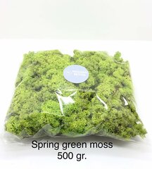 Stabiliseeritud mana Spring green 500 gr. цена и информация | Спящие стабилизированные розы, растения | kaup24.ee