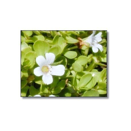 Toidulisand Bacopa (Brahmi), Himalaya, 60 kapslit hind ja info | Vitamiinid | kaup24.ee