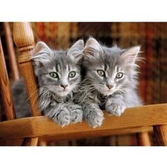 Pusle Clementoni High Quality Collection Kittens (Kassipojad), 30545, 500- osaline hind ja info | Pusled | kaup24.ee