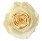Stabiliseeritud Standard roosid, 6 tk., šampanja цена и информация | Uinuvad roosid, taimed | kaup24.ee