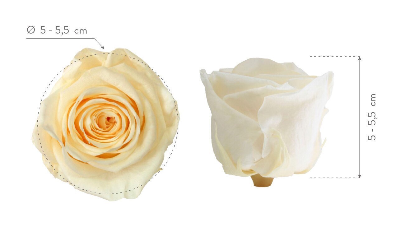 Stabiliseeritud Standard roosid, 6 tk., šampanja hind ja info | Uinuvad roosid, taimed | kaup24.ee