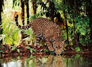Пазл Clementoni High Quality Collection Леопард/Leopard, 2000 деталей цена и информация | Пазлы | kaup24.ee
