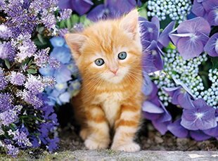 Пазл Clementoni High Quality Котенок/ Ginger Cat, 500 д. цена и информация | Пазлы | kaup24.ee