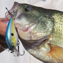 Воблер Banshee Crankbait 60mm 12g VC03 Chartreuse Shad, плавучий цена и информация | Воблеры, приманки, блесны | kaup24.ee