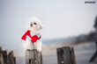 Koerte T-särk Amiplay Polo Oxford Yorkshire Terrier, S, punane hind ja info | Riided koertele | kaup24.ee