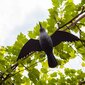 Plastikust suur vares lindude peletamiseks hind ja info | Närilised, mutid | kaup24.ee