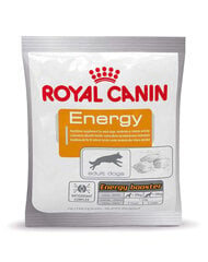 Royal Canin перекус для взрослых активных собак Energy, 50 г цена и информация | Лакомства для собак | kaup24.ee