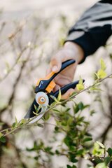 Lõikurid Fiskars Solid M P321 hind ja info | Fiskars Aiakaubad | kaup24.ee