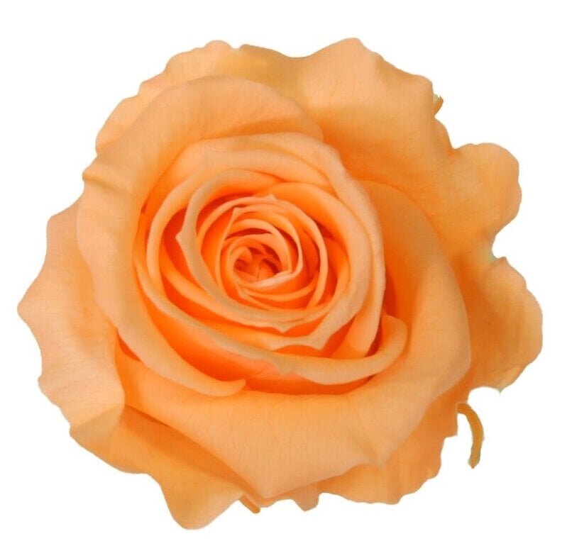 Dekoratiivne roos Amorosa Peach цена и информация | Uinuvad roosid, taimed | kaup24.ee