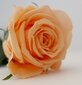 Dekoratiivne roos Amorosa Peach hind ja info | Uinuvad roosid, taimed | kaup24.ee