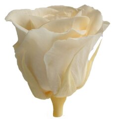 Стабилизированные мини розы 12 шт., шампань цена и информация | Спящие стабилизированные розы, растения | kaup24.ee