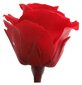 Stabiliseeritud Mini roosid 12 tk., punane цена и информация | Uinuvad roosid, taimed | kaup24.ee