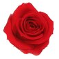 Stabiliseeritud Mini roosid 12 tk., punane цена и информация | Uinuvad roosid, taimed | kaup24.ee