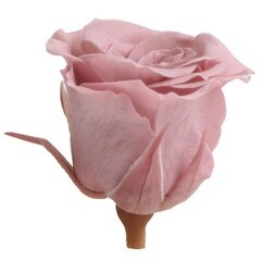 Stabiliseeritud Mini roosid 12 tk., cherry blossom hind ja info | Uinuvad roosid, taimed | kaup24.ee