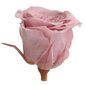 Stabiliseeritud Mini roosid 12 tk., cherry blossom цена и информация | Uinuvad roosid, taimed | kaup24.ee