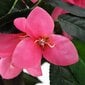 vidaXL kunsttaim rododendron potiga, 310 cm, roheline ja roosa hind ja info | Kunstlilled | kaup24.ee