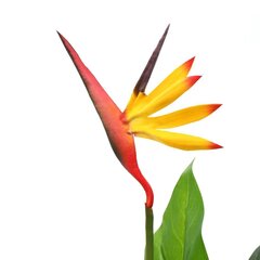 vidaXL kunsttaim paradiisilinnulill, 66 cm цена и информация | Искусственные цветы | kaup24.ee