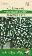 Südajas suutera (Bacopa) Snowtopia White hind ja info | Lilleseemned | kaup24.ee