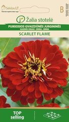 Pruudisõlg Scarlet Flame цена и информация | Зайцехвост яйцевидный | kaup24.ee