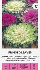 Dekoratiivkapsas Fringed Leaves цена и информация | Семена цветов | kaup24.ee