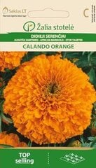 Бархатцы прямостоячие Calando Orange цена и информация | Зайцехвост яйцевидный | kaup24.ee