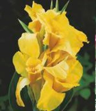 Kanna Yellow Humbert hind ja info | Lillesibulad | kaup24.ee