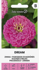 Tsinnia DREAM, lilla цена и информация | Семена цветов | kaup24.ee