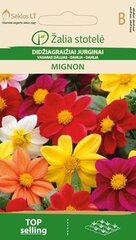 Suureõieline daalia Mignon цена и информация | Семена цветов | kaup24.ee