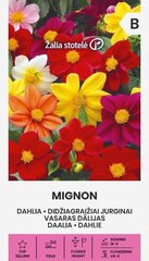 Suureõieline daalia Mignon цена и информация | Семена цветов | kaup24.ee