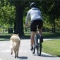 PetEgo universaalne koera jalgrattarihm "Cycleash" 85 cm CYCLEASH цена и информация | Jalutusrihmad, kaelarihmad ja traksid kassidele | kaup24.ee