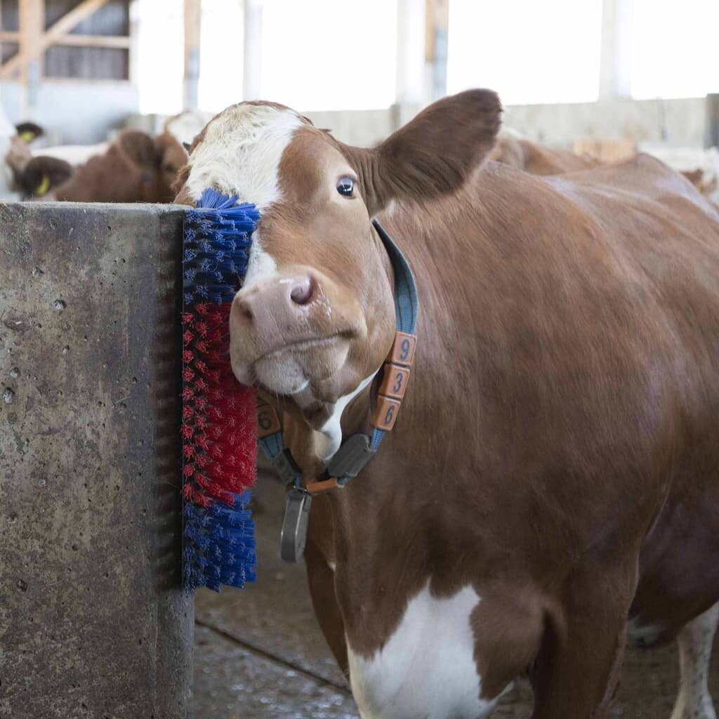 Kerbl lehmasügamishari, 50 cm, 293100 hind ja info | Kaubad kariloomadele | kaup24.ee