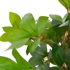 vidaXL kunsttaim loorberipuu potiga, roheline, 120 cm hind ja info | Kunstlilled | kaup24.ee