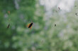 Putukavõrk 110x150 cm, hall hind ja info | Sääsevõrgud, putukavõrgud | kaup24.ee
