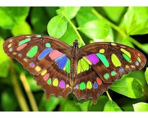 Картина стразами в технике алмазной вышивки "Яркая бабочка" Collection D'Art 38x27cm цена и информация | Алмазная мозаика | kaup24.ee