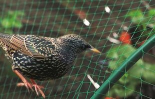 Сетка защитная от птиц Garden Line, 4х5 м цена и информация | Садовые инструменты | kaup24.ee