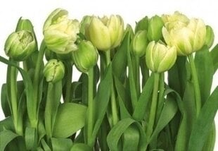 Fototapeet Tulips цена и информация | Фотообои | kaup24.ee