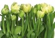 Fototapeet Tulips hind ja info | Fototapeedid | kaup24.ee