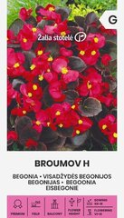 Бегонии Broumov H цена и информация | Зайцехвост яйцевидный | kaup24.ee