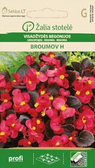 Begoonia Broumov H hind ja info | Lilleseemned | kaup24.ee