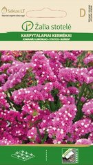 Limonium, roosa hind ja info | Lilleseemned | kaup24.ee