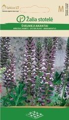 Pehme Acanthus, valge/lilla hind ja info | Lilleseemned | kaup24.ee